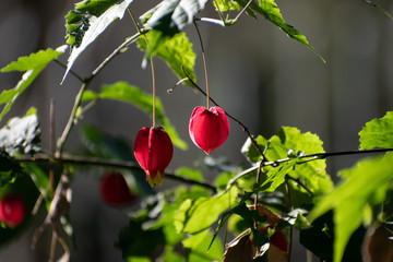 Campanelle rosse