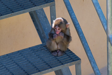 Cucciolo di macaco