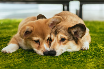 two cute welsh corgi dogs laying on green lawn at home