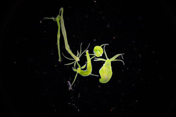 Hydra is a genus of small, fresh-water animals of the phylum Cnidaria and class Hydrozoa under the...