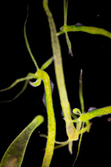 Hydra is a genus of small, fresh-water animals of the phylum Cnidaria and class Hydrozoa under the microscope for education.