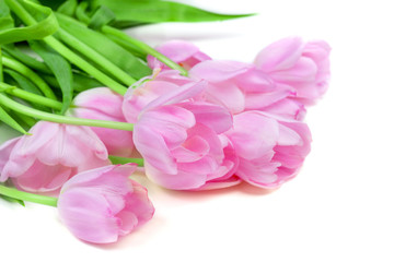 Pink Tulips flowers isolated on white background. Happy Easter, Springtime  and Mother’s Day Card.