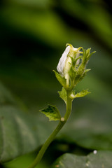 Bitter gourd at garden