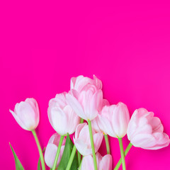 Fototapeta premium Pink tulips flowers on pink background. Happy Easter, Spring and Mother’s Day Card. Flat lay, top view