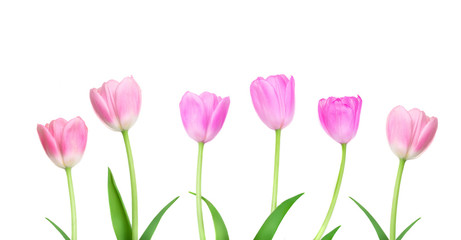 Border  of Pink Tulips flowers isolated on white background. Happy Easter   and Mother’s Day concept