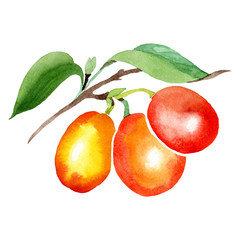 Branch with cornus mas berries. Isolated illustration element. Green leaf. Watercolor background illustration set.