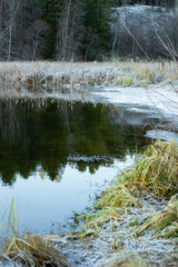 Frosty reed is reflected in a partly frozen lake. The water reflects green fir trees. Vertical.