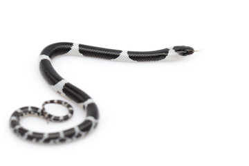 Naklejka premium Image of little snake (Lycodon laoensis) on white background., Reptile,. Animals