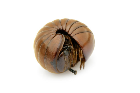 Image of pill millipede(Oniscomorpha) isolated on a white background. Glomerida. Insect. Animal.