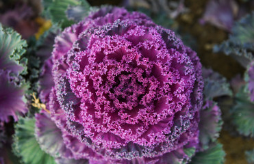 Close up of decorative cabbage or kale