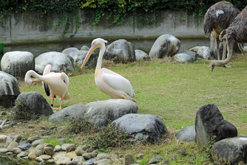 ペリカンの雄姿