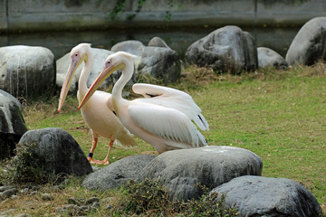 ペリカンの雄姿