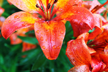 Close-up of Daylilies  in the rain. Bright orange, yellow, and red Daylilies with raindrops on their petals.