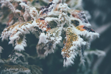 Feuilles gelées et recouvertes de givre en hiver sur fond foncé 