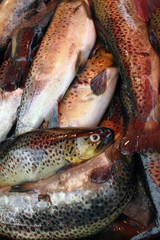 Fish. fresh fish background texture. Fillet and chop fish, fish scales full frame with copy space. Nikulden celebration