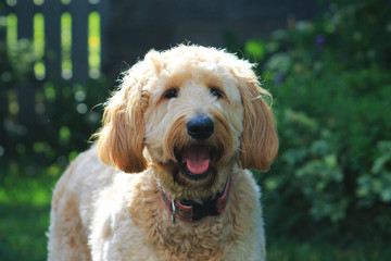 Goldendoodle outdoors. Dog is outside in a garden on a sunny summer day.
