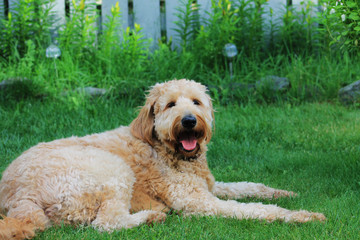 Goldendoodle outdoors. Dog is outside in a garden on a sunny summer day.