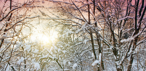 Winter landscape with snow covered trees and pink sky.