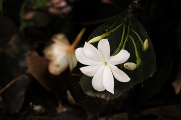 Jasminum nobile subsp. rex.