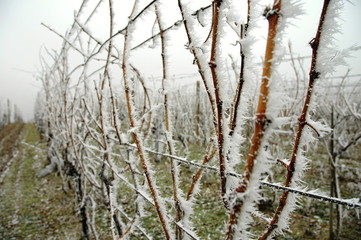 cold on the vine