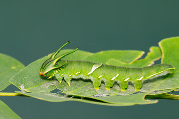 Image of Caterpillar of common nawab butterfly (Polyura athamas) or Dragon-Headed Caterpillar on nature background. Insect. Animal.