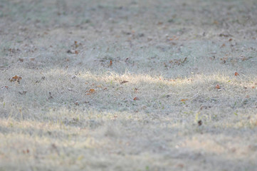 the frost on the grass