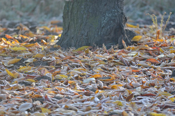 autumn leaves on water