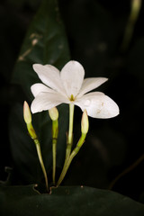 Jasminum nobile subsp. rex.