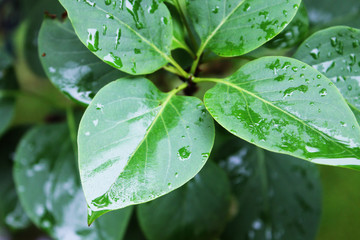 Green plant in the rain. Rain drops on the leaves