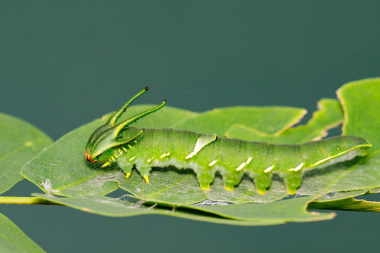 Image of Caterpillar of common nawab butterfly (Polyura athamas) or Dragon-Headed Caterpillar on nature background. Insect. Animal.