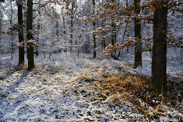 Fototapeta na wymiar forest in winter