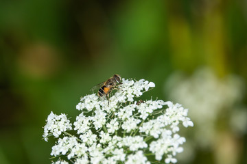 Hoverfly on Apiaceae Flowers in Summer