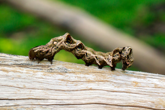Image of brown caterpillar on brown dry timber. Insect. Animal
