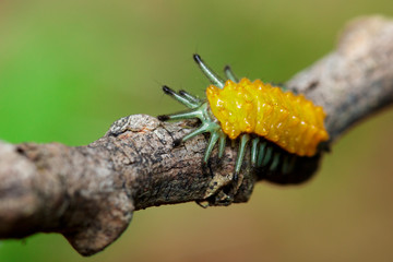 Image of an amber caterpillar on brown branch. Insect. Animal.