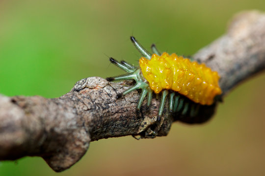 Image of an amber caterpillar on brown branch. Insect. Animal.
