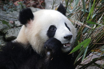 Fototapeta na wymiar Close up Panda Fluffy Face, China