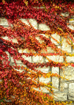 red ivy on the wall in autumn
