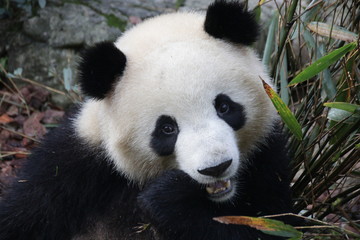 Close up Panda Fluffy Face, China