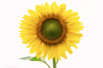 Sunflower Isolate on white background