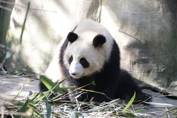 Obraz premium Fluffy Panda is Taking a sun bath, Panda Valley, China
