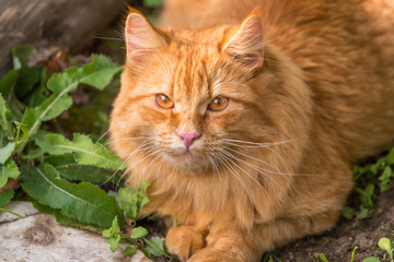 Naklejka na ściany i meble Beautiful orange cat portrait outdoors in nature close up. Look at the camera 
