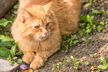Beautiful cute orange cat portrait outdoors in nature, copy space