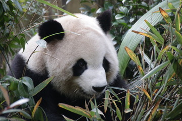 Fototapeta premium Fluffy Giant Panda in China