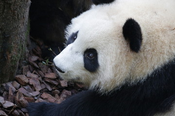 Obraz premium Close up Panda's Face from bird eyes view