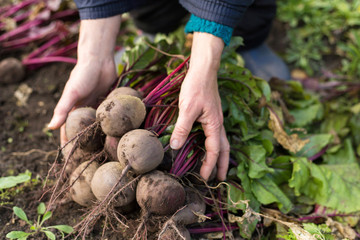 Bunch of Beetroot harvest in garden in farmer hands