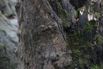Close up Moss  on the Tree Bark in Autumn, The beautiful texture of Nature