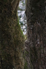 Close up Moss  on the Tree Bark in Autumn, The beautiful texture of Nature
