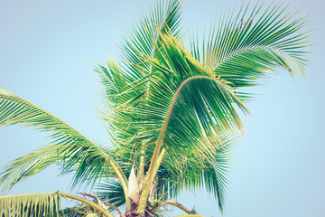 Detail of coconut trees with soft light background or vintage style.