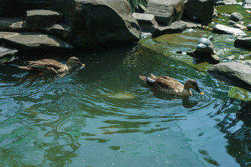 ducks swim in the pond