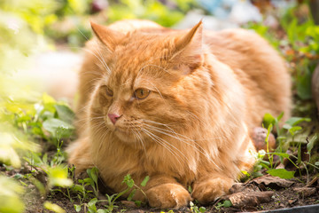 Naklejka na ściany i meble Beautiful cute orange cat portrait outdoors in nature close up 